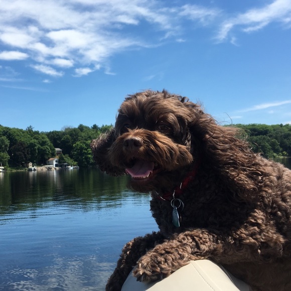 Meet your Posher, Fina - Picture 1 of 1